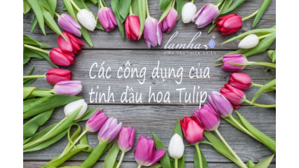 Tinh dầu hoa tulip