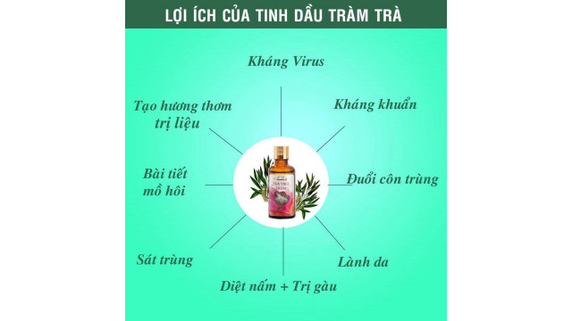 Lợi ích của tinh dầu tràm trà